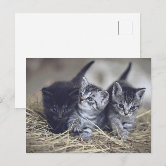 cute baby kittens ポストカード (正面/裏面)