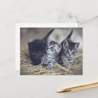 cute baby kittens ポストカード