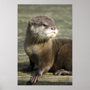 Cute Baby Otter ポスター