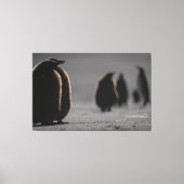Cute Baby Penguin Chicks | unique Photo Art キャンバスプリント (正面)