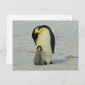 cute baby penguin with his mother ポストカード (正面/裏面)