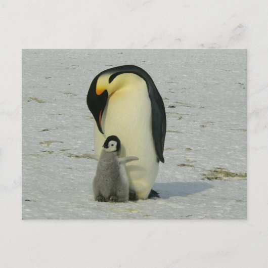 cute baby penguin with his mother ポストカード (正面)