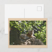 Cute Baby Tiger DIY Postcard シーズンポストカード (正面/裏面)
