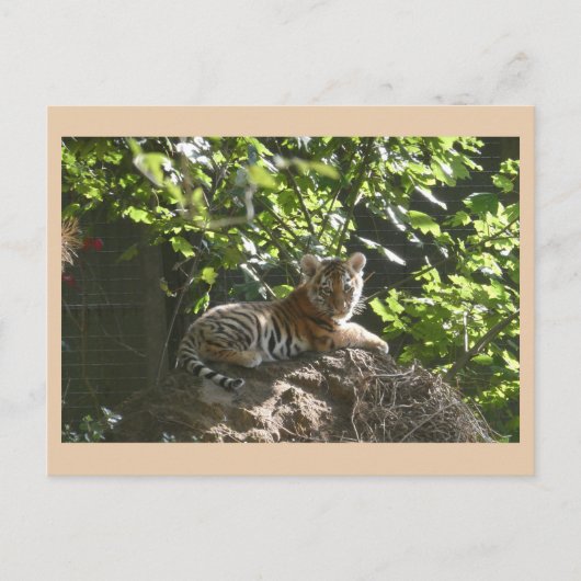 Cute Baby Tiger DIY Postcard シーズンポストカード (正面)