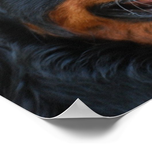 Cute Bernese Poster ポスター (角)