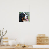 Cute Bernese Poster ポスター (キッチン)