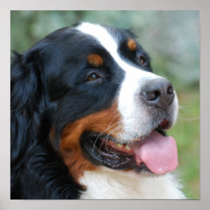 Cute Bernese Poster ポスター