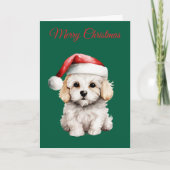 Cute Bichon Frise at Christmas シーズンカード (正面)