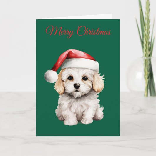 Cute Bichon Frise at Christmas シーズンカード (正面)