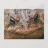 Cute Brown Toad Face Nature ポストカード (正面)