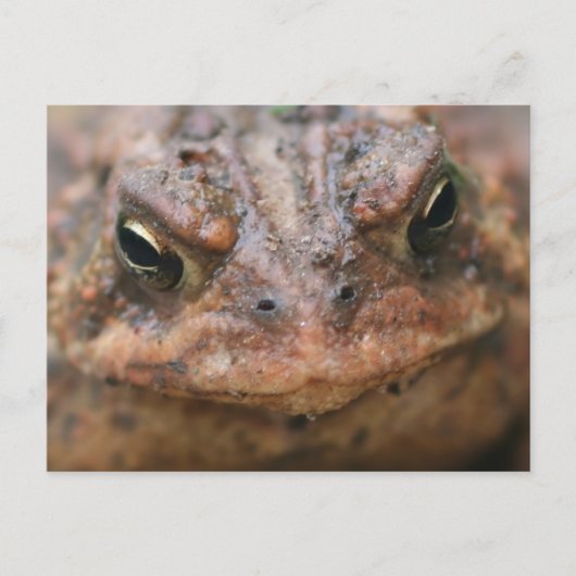 Cute Brown Toad Face Nature ポストカード (正面)