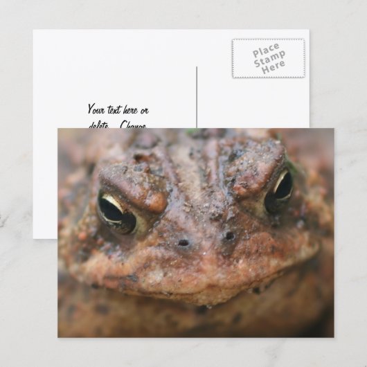 Cute Brown Toad Face Nature ポストカード (正面/裏面)