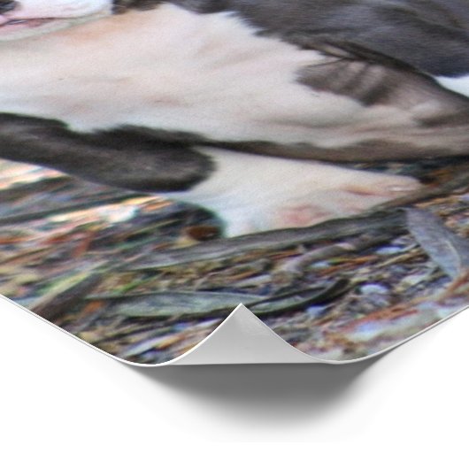 Cute bully breed puppy ポスター (角)