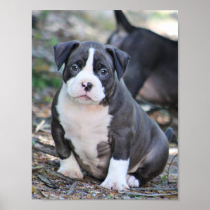Cute bully breed puppy ポスター