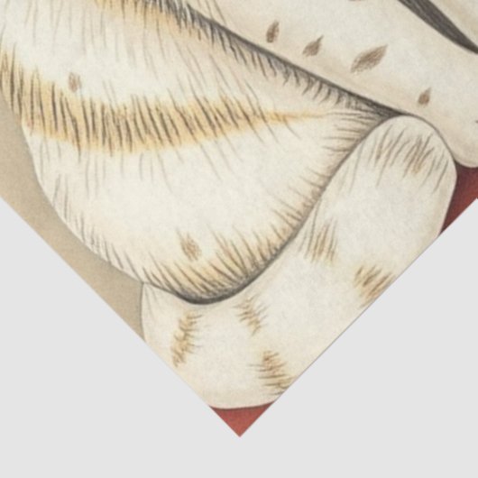 Cute Cat Tissue Paper 薄葉紙 (詳細)