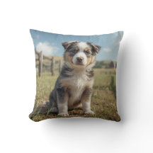 Cute Cattle Dog