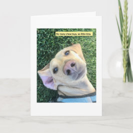 Cute Chew Toys Dachshund カード