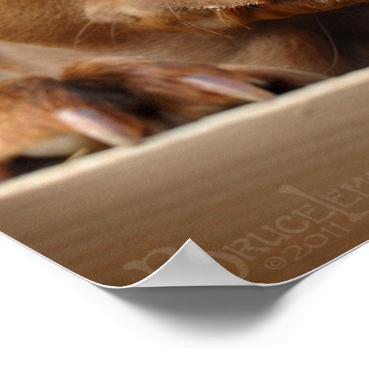 Cute chocolate Lab Pit Mix Dog ポスター (角)