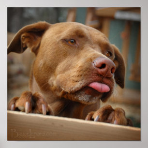 Cute chocolate Lab Pit Mix Dog ポスター