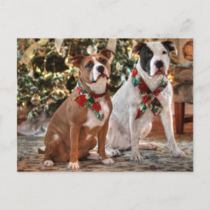 Cute Christmas Rescue Pitbull and America Bull Dog シーズンポストカード