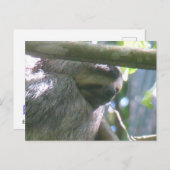 Cute Costa Rica Sloth Close Up DIY Postcard シーズンポストカード (正面/裏面)