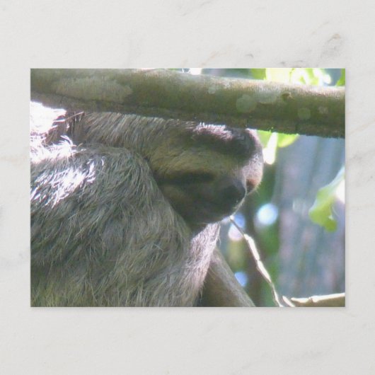 Cute Costa Rica Sloth Close Up DIY Postcard シーズンポストカード (正面)