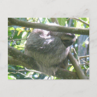 Cute Costa Rica Sloth DIY Postcard シーズンポストカード