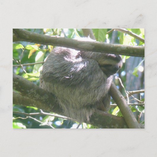 Cute Costa Rica Sloth DIY Postcard シーズンポストカード (正面)