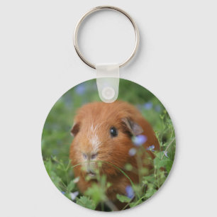 Cute cuddly ginger guinea pig outside on grass キーホルダー
