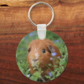 Cute cuddly ginger guinea pig outside on grass キーホルダー (正面)