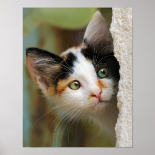Cute Curious Cat Kitten Prying Eyes Portrait Photo ポスター