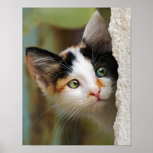 Cute Curious Cat Kitten Prying Eyes Portrait Photo ポスター (正面)