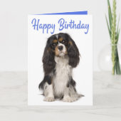 Cute Dog King Charles Cavalier Spaniel Birthday カード (正面)