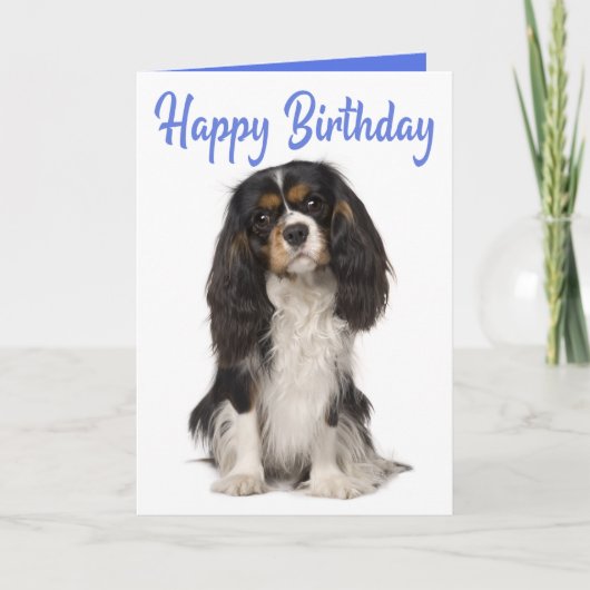 Cute Dog King Charles Cavalier Spaniel Birthday カード (正面)