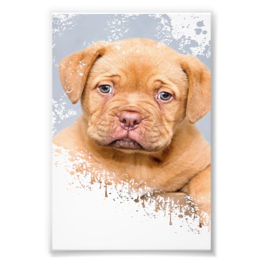 Cute Dog Wall Art Canvas – Modern Pet Photography フォトプリント (正面)
