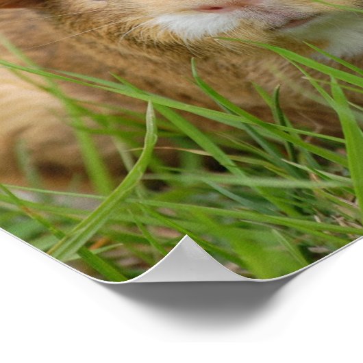 Cute Domestic Guinea Pig ポスター (角)