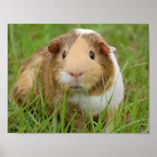 Cute Domestic Guinea Pig ポスター