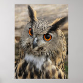 Cute eagle owl ポスター (正面)