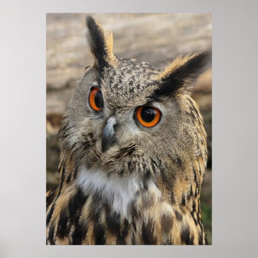 Cute eagle owl ポスター (正面)