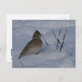 Cute Eurasian Skylark Bird in Snow DIY Postcard シーズンポストカード (正面/裏面)