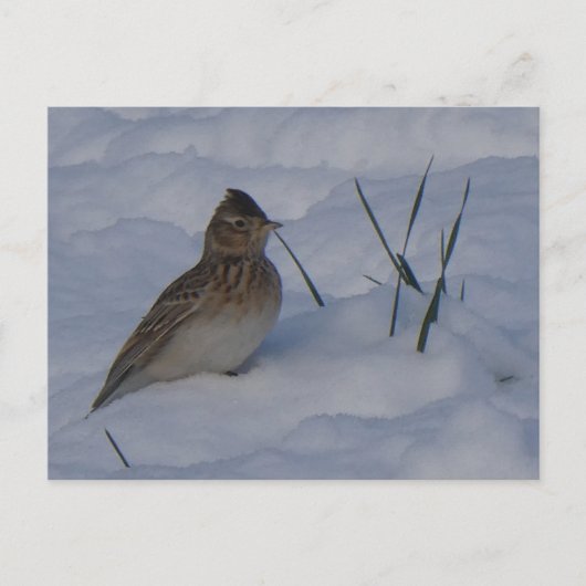 Cute Eurasian Skylark Bird in Snow DIY Postcard シーズンポストカード (正面)