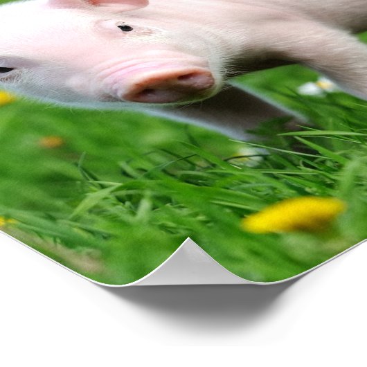 Cute Farm Living Barn Pink Piglet  ポスター (角)