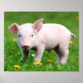 Cute Farm Living Barn Pink Piglet  ポスター (正面)