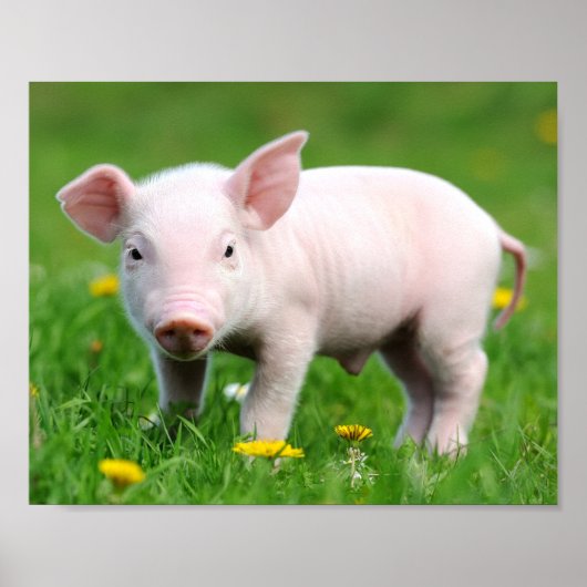 Cute Farm Living Barn Pink Piglet  ポスター (正面)