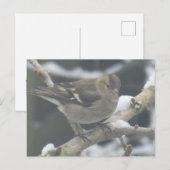Cute Finch in Snow DIY Postcard シーズンポストカード (正面/裏面)