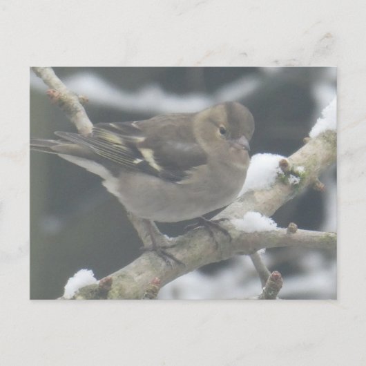 Cute Finch in Snow DIY Postcard シーズンポストカード (正面)