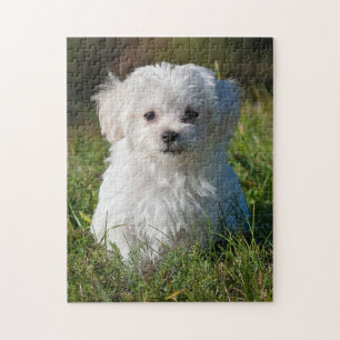 Cute Fluffy White Maltese Puppy Dog ジグソーパズル