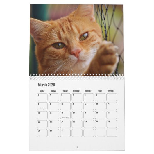 Cute Furry Friends Cat Calendar カレンダー (3月 2026)