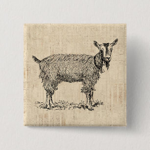 Cute Goat with Bell Illustration Antique Script 缶バッジ
