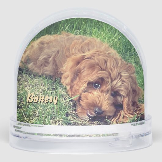 Cute Golden Doodle Snow Globe (裏面)